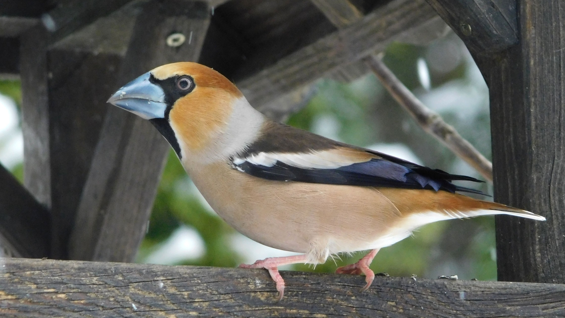 téi madár4_Molnár Márton_1920.jpg